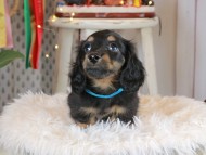Kaninchen_Dachshund2648 Kaninchen_Dachshund2648
