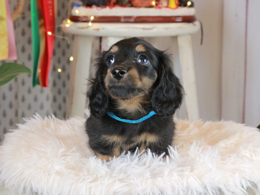 カニンヘンダックスフンド おんぷ&ブルースの子犬 ブラタン 男の子（2）