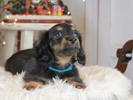 Kaninchen_Dachshund2667 Kaninchen_Dachshund2667