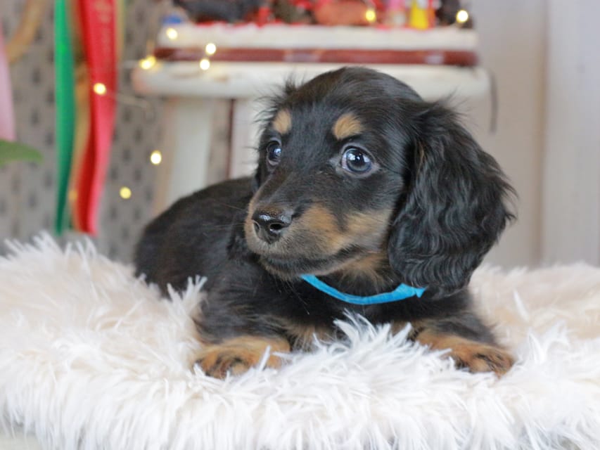 カニンヘンダックスフンド おんぷ&ブルースの子犬 ブラタン 男の子（2）