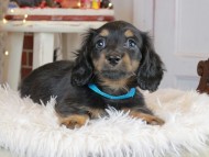 Kaninchen_Dachshund2681 Kaninchen_Dachshund2681