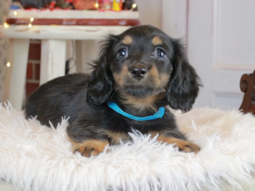 カニンヘンダックスフンド おんぷ&ブルースの子犬 ブラタン 男の子（2）