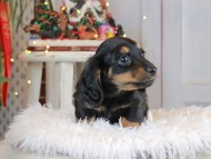Kaninchen_Dachshund2687