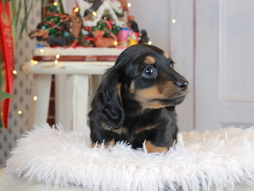 カニンヘンダックスフンド おんぷ&ブルースの子犬 ブラタン 男の子（3）