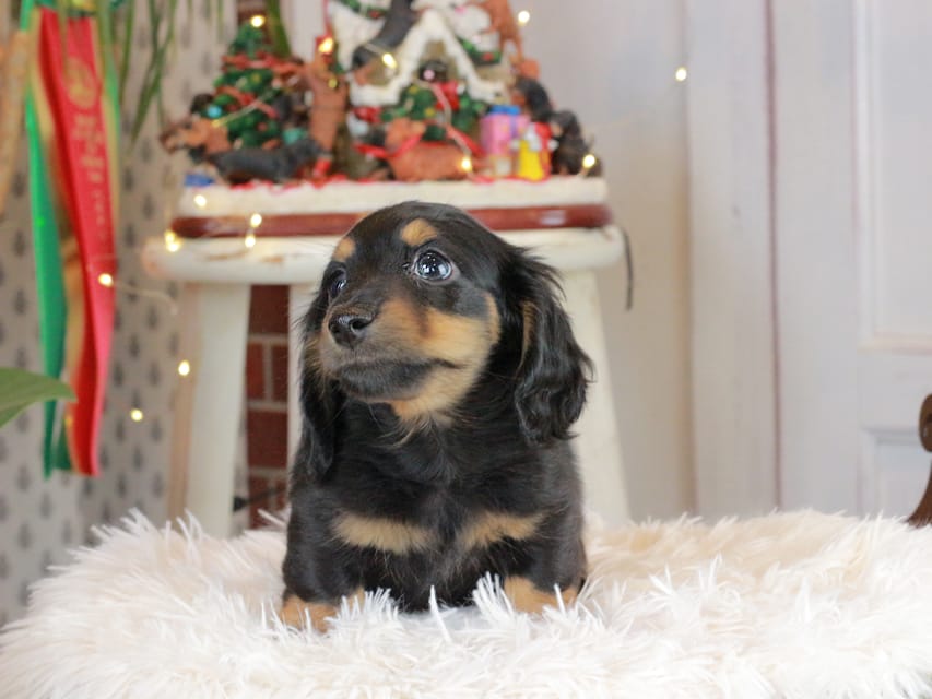 カニンヘンダックスフンド おんぷ&ブルースの子犬 ブラタン 男の子（3）