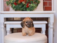 Kaninchen_Dachshund27.17-1