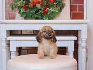 Kaninchen_Dachshund27.24-2