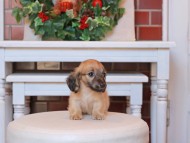 Kaninchen_Dachshund27.25-1