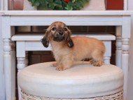 Kaninchen_Dachshund27.41-2