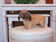 Kaninchen_Dachshund27.41-3