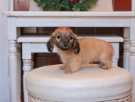 Kaninchen_Dachshund27.42