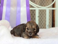 Kaninchen_Dachshund270