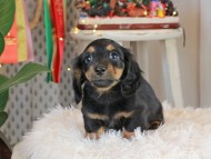 Kaninchen_Dachshund2708