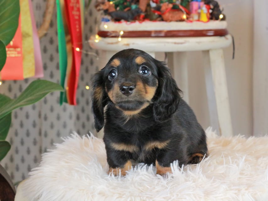 カニンヘンダックスフンド おんぷ&ブルースの子犬 ブラタン 男の子（3）