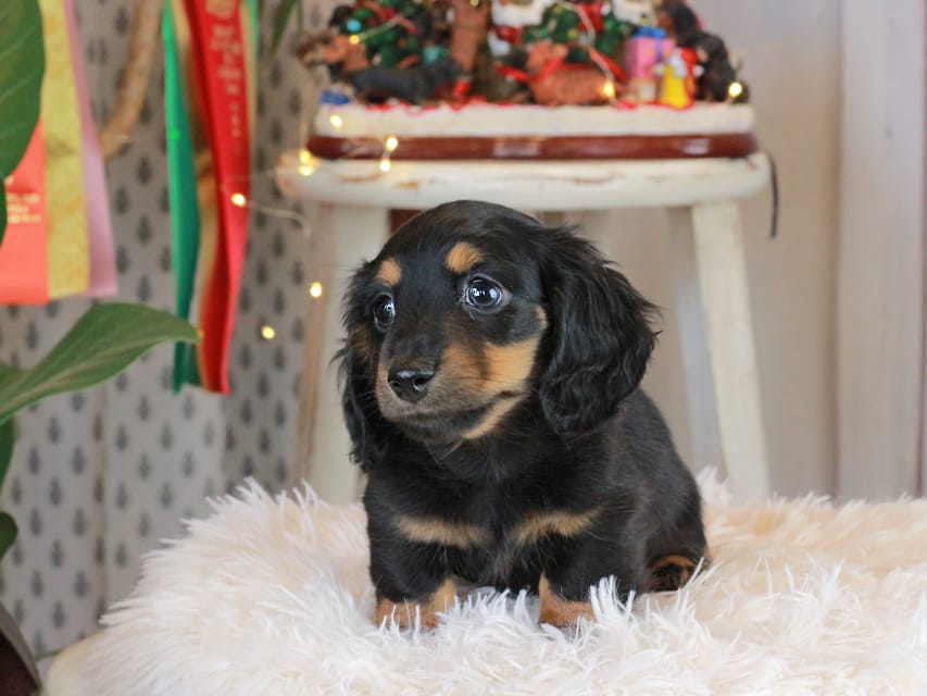 カニンヘンダックスフンド おんぷ&ブルースの子犬 ブラタン 男の子（3）