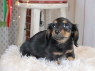 Kaninchen_Dachshund2752