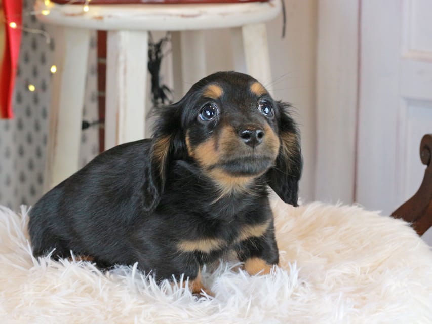 カニンヘンダックスフンド おんぷ&ブルースの子犬 ブラタン 男の子（3）