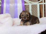 Kaninchen_Dachshund283