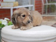 Kaninchen_Dachshund2912