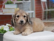 Kaninchen_Dachshund2915