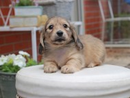 Kaninchen_Dachshund2921