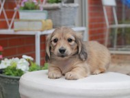 Kaninchen_Dachshund2923