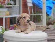 Kaninchen_Dachshund2950