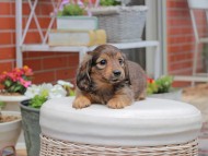 Kaninchen_Dachshund2978
