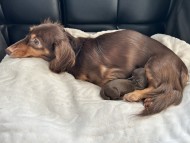 Kaninchen_Dachshund2_0 2