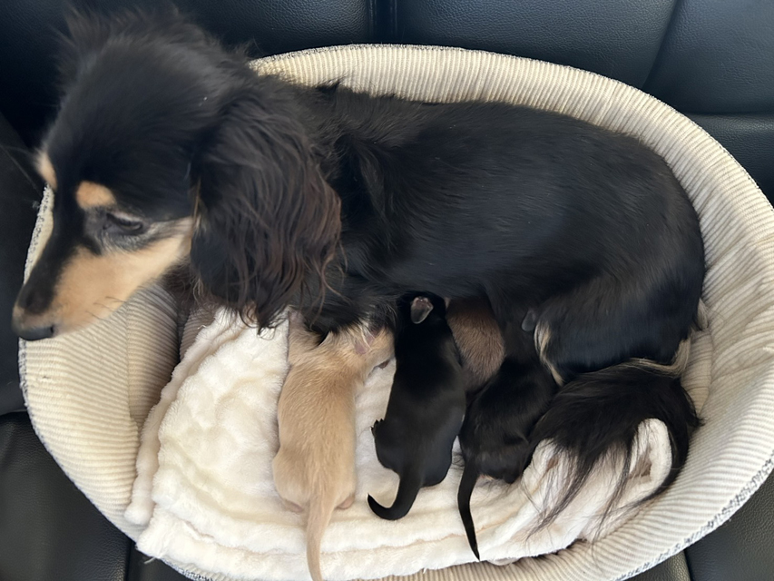 Kaninchen_Dachshund2_0