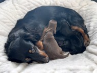Kaninchen_Dachshund2_0