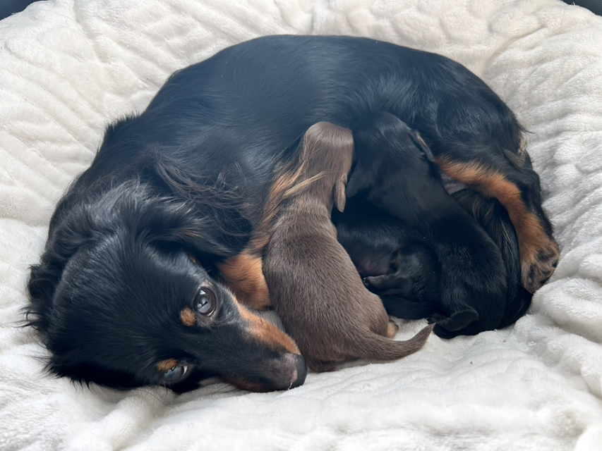 カニンヘンダックスフンド アンリブレ & リバティー 12月29日子犬の出産Kaninchen_Dachshund2_0 カニンヘンダックスフンド アンリブレ & リバティー 12月29日子犬の出産)