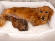 ブーケ & パッション 2月20日 子犬の出産 カニンヘン ダックスフンド