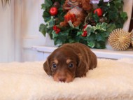 Kaninchen_Dachshund3.51