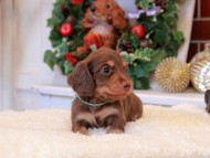 Kaninchen_Dachshund3.53-2
