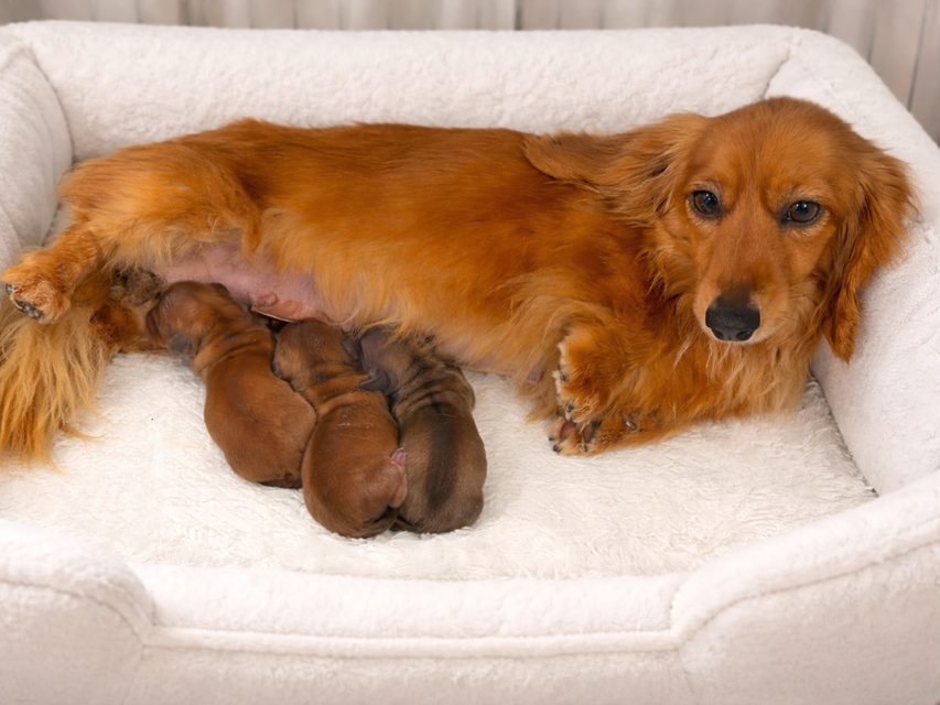 カニンヘン ダックスフンド ブーケ & パッション 2月20日 子犬の出産