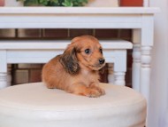 Kaninchen_Dachshund30.27