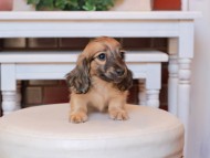 Kaninchen_Dachshund30.51-1