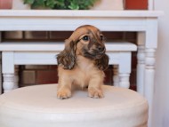 Kaninchen_Dachshund30.51-2