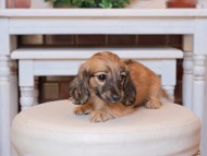 Kaninchen_Dachshund30.56