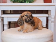 Kaninchen_Dachshund30.58-1