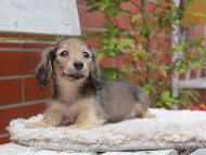Kaninchen_Dachshund3007