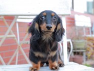 Kaninchen_Dachshund301
