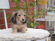 Kaninchen_Dachshund3011