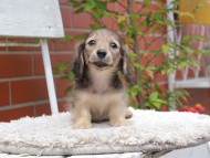 Kaninchen_Dachshund3013 Kaninchen_Dachshund3013