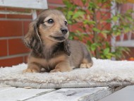 Kaninchen_Dachshund3018 Kaninchen_Dachshund3018