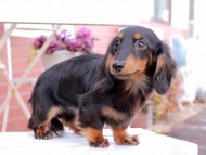 Kaninchen_Dachshund302
