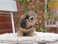 Kaninchen_Dachshund3020 Kaninchen_Dachshund3020