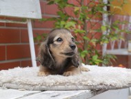 Kaninchen_Dachshund3021 Kaninchen_Dachshund3021