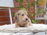 Kaninchen_Dachshund3029 Kaninchen_Dachshund3029